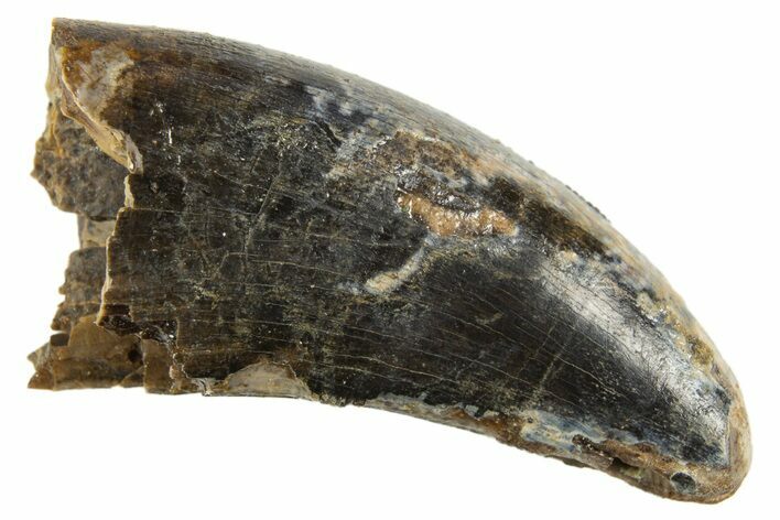 Serrated Tyrannosaur Tooth - Judith River Formation #313311